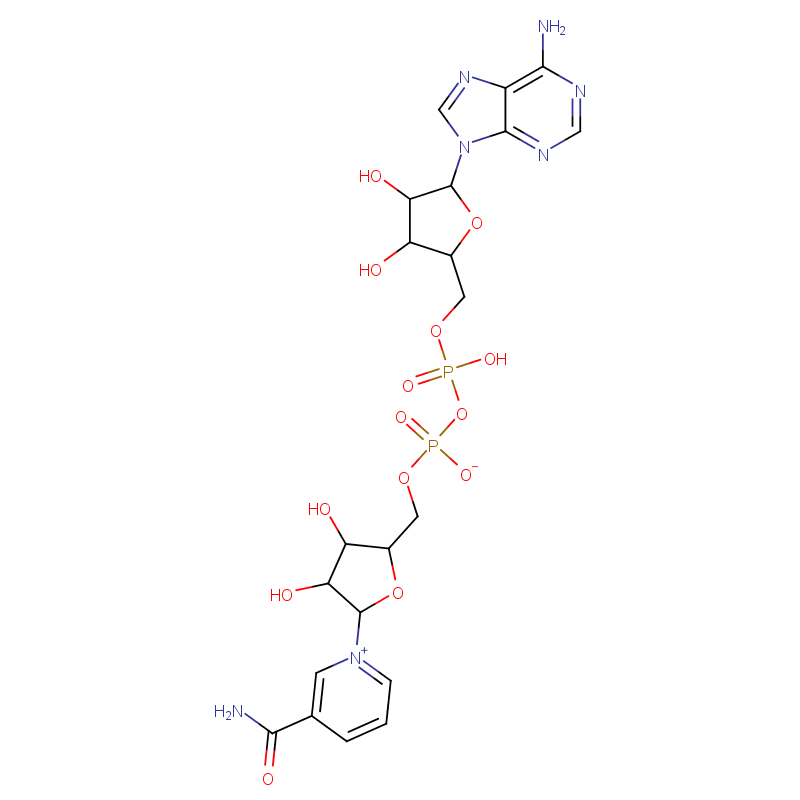 Nicotinamide adenine dinucleotide NAD+ CAS: 53-84-9